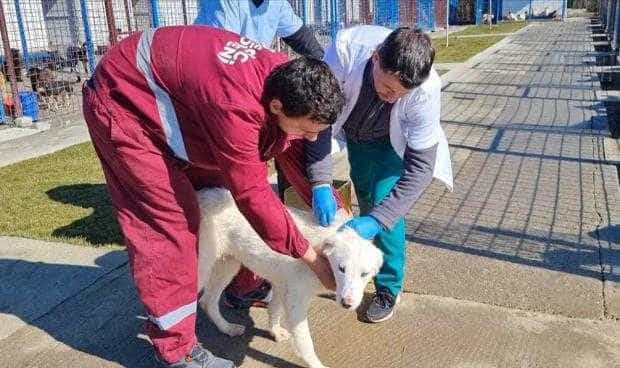 Campanie de vaccinare la Adăpostul de câini fără stăpâni, din Mioveni