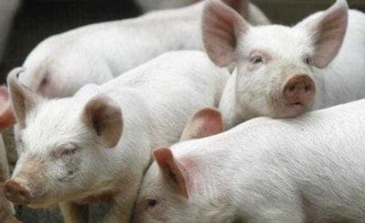 porci