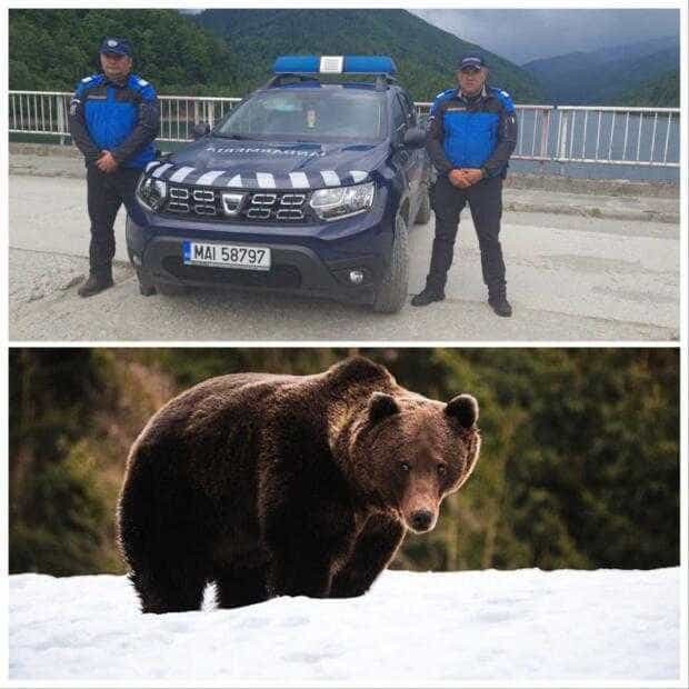 Jandarmeria Argeș: Recomandări  pentru cetățeni în cazul prezenței animalelor sălbatice