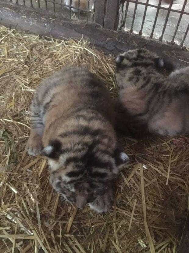 Doi noi tigrișori la Zoo Pitești. Piteștenii pot alege numele