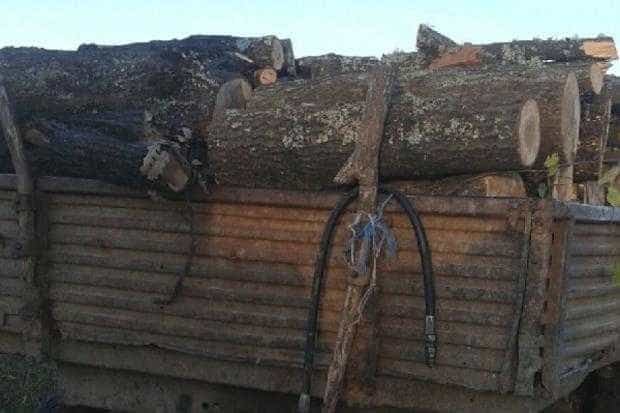 Bărbat din Micești amendat pentru transport ilegal de lemne