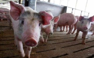porc