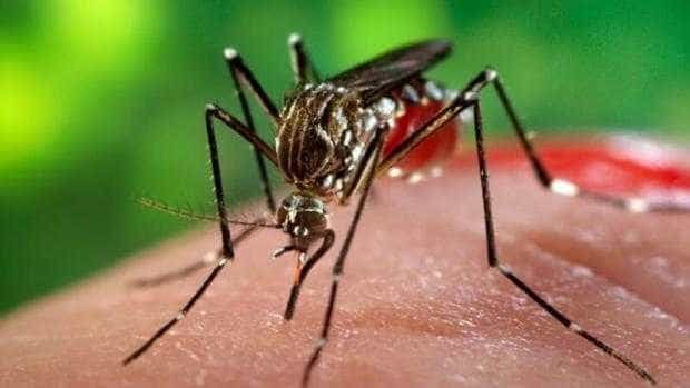 Numărul cazurilor de infecţie cu virusul West Nile, în continuă creștere