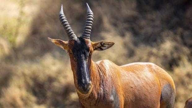 Român ucis de o antilopă într-o grădină zoologică din Suedia