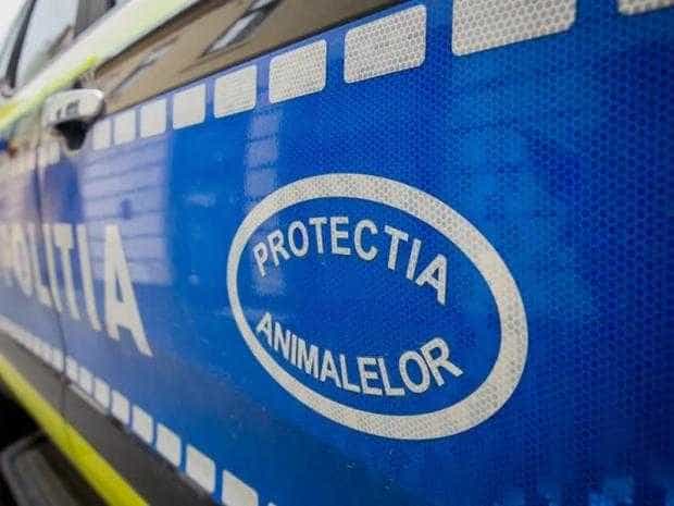 Curtea de Argeș: Câine plasat în adăpost de către polițiști