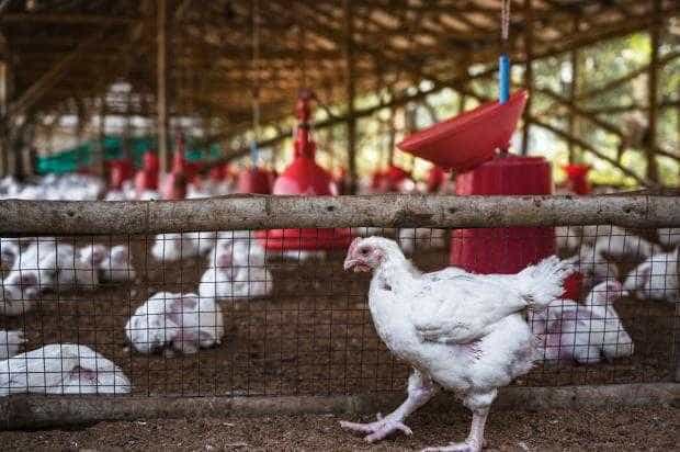 A fost confirmat primul caz de gripă aviară la om, în Spania