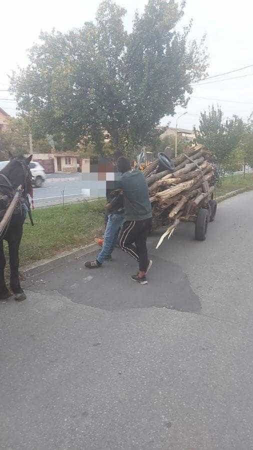 Căruțe încărcate cu lemne din Pădurea Trivale, oprite de polițiști