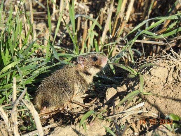 Hamsterul românesc, animal rar găsit în Rezervația Biosferei Delta Dunării