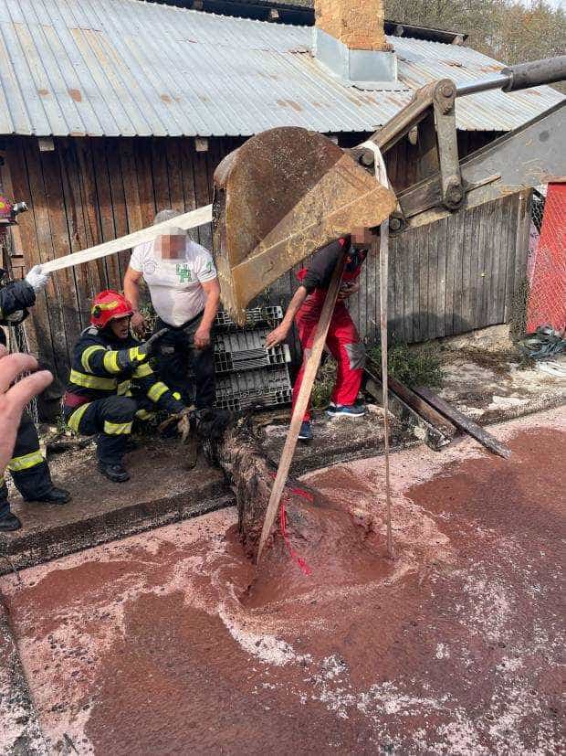 Cum au salvat pompierii argeșeni un cal blocat într-o groapă cu borhot