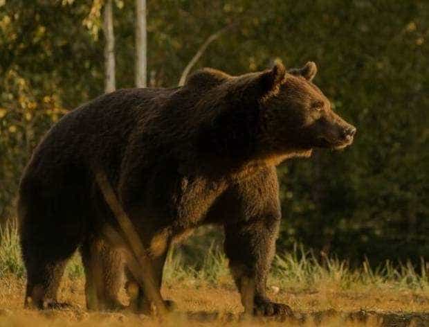Alertă! Un urs a fost semnalat la Mioveni, în zona ICN!