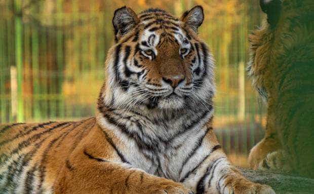 Grădina Zoologică din Trivale este deschisă și de Anul Nou