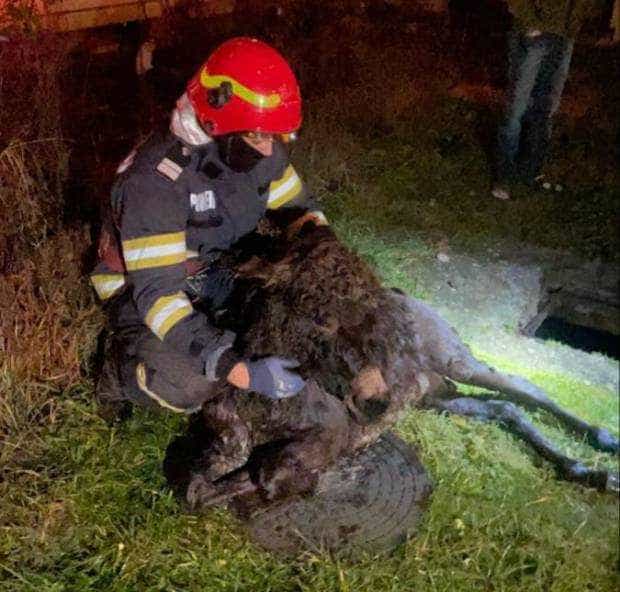 În prima zi a anului, pompierii au salvat un măgăruş căzut într-un canal