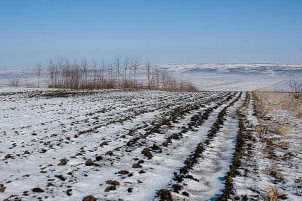 Este tot mai cald, lipsește zăpada, culturile agricole sunt în pericol!