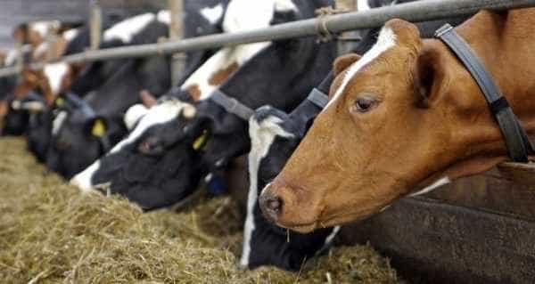 Un nou ajutor pentru fermierii români. Crescătorii de vaci vor primi o subvenție de 100 de euro pentru fiecare animal