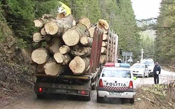 Argeș. S-au ales cu amenzi și dosare penale pentru că au transportat lemne ilegal