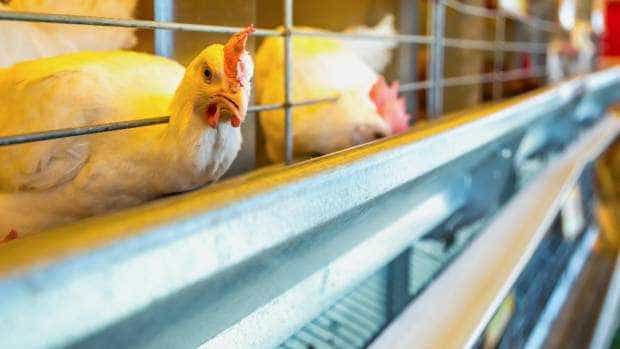 Bani de la Guvern pentru fermieri