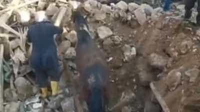 Orice viață contează! Un cal a fost scos de sub darâmături după 21 de zile de la seismele din Turcia