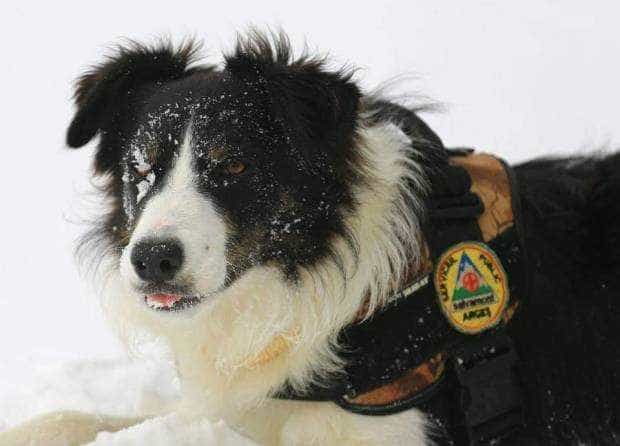 Stagiu național de formare a unităților canine de intervenție la avalanșe. Argeșul, organizator