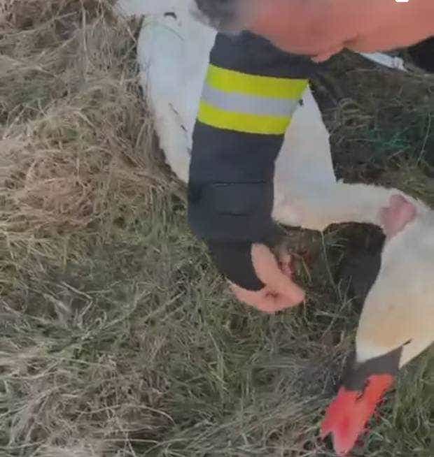 Pompierii au salvat o lebădă prinsă sub apă de o sfoară din nailon