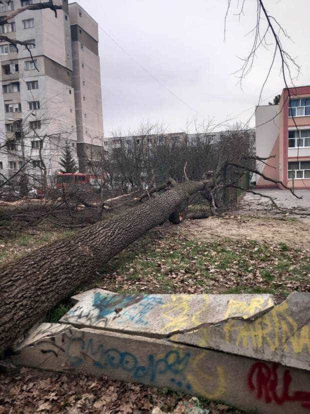 Copaci căzuți în Pitești