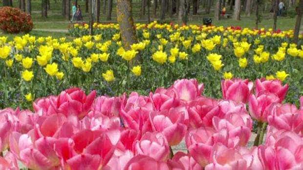 Simfonia Lalelelor. Start la închirierea spațiilor pentru florari în Parcul Lunca Argeșului