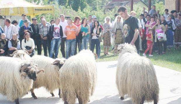 La Jugur „Urcă oile la munte”