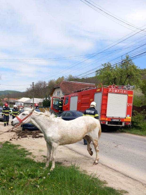 Accident cu un atelaj în Argeş. Atacuri de panică