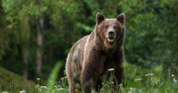 Alertă! Un urs a fost semnalat într-un sat din Argeş!