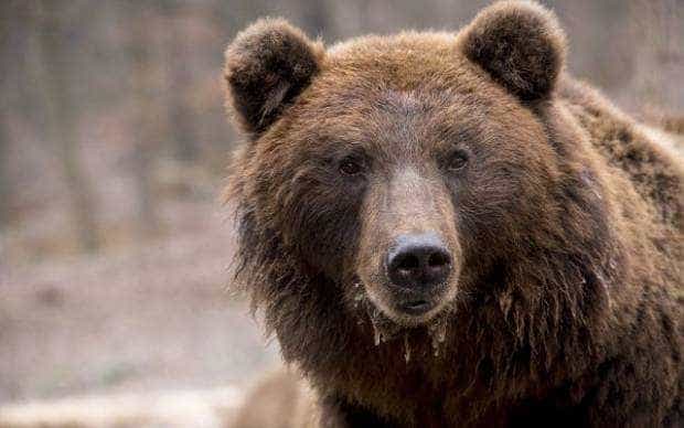 Urși la Mărăcineni și Dârmănești. Au fost emise mesaje Ro-Alert