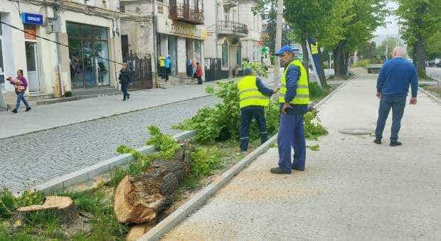 La Câmpulung, sunt tăiați tei pe Bulevardul ”Pardon”