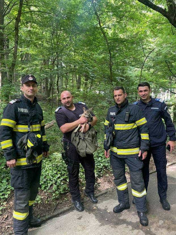 Pui de căprioară căzut într-un canal în Trivale, salvat de jandarmi