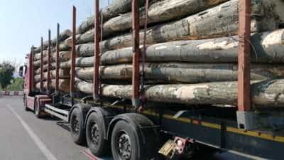 Transport ilegal de lemne, în Argeș. 2 mii lei amendă