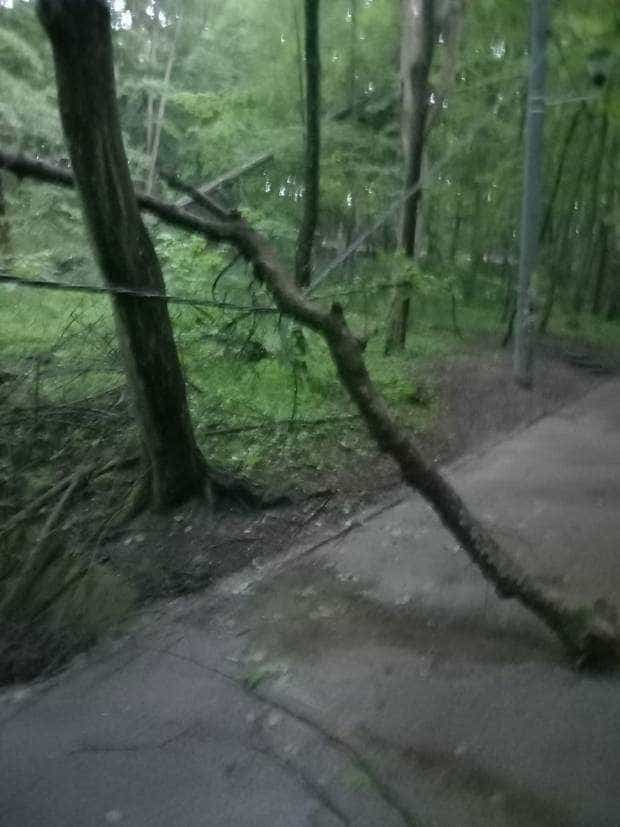 Copac căzut pe cabluri electrice în Pitești