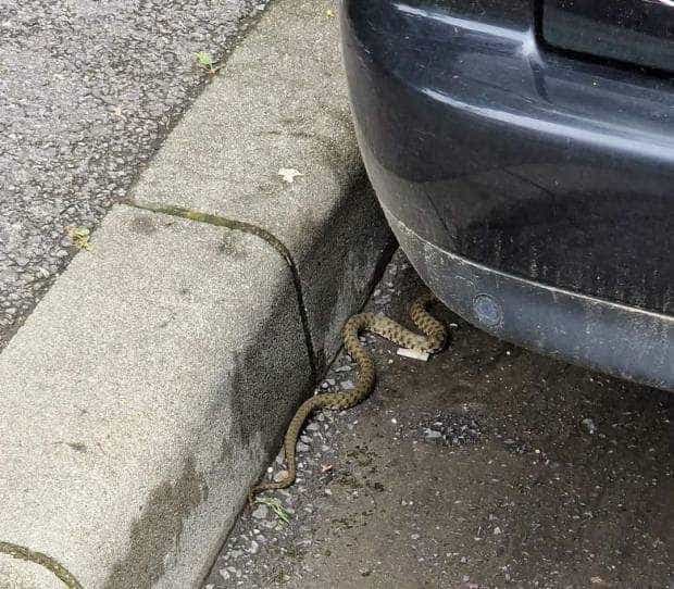 Argeș. Un șarpe a fost găsit la motorul unei mașini. E alertă uriașă! 