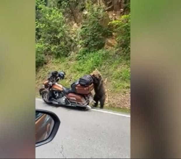 O ursoaică cu doi pui, filmată în timp ce se urcă pe motocicleta unui turist, pe Transfăgărășan