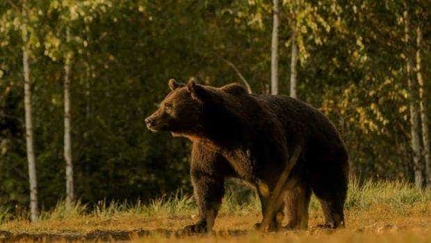 16 apeluri care semnalau prezența urșilor în zonele populate din Argeș, în ultimele 24 de ore