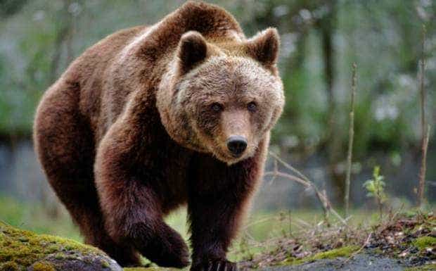 Un urs a traversat o gospodărie din Mărăcineni și a fugit după ce a fost speriat de localnici