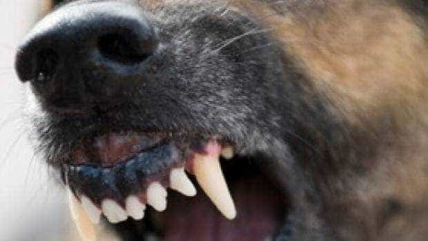 Fetiță mușcată de câinele nașilor la care se afla în vizită, în Pitești