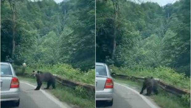 Imaginile cu un bărbat aruncând cu o sticlă într-un urs, pe Transfăgărăşan, au devenit virale pe internet