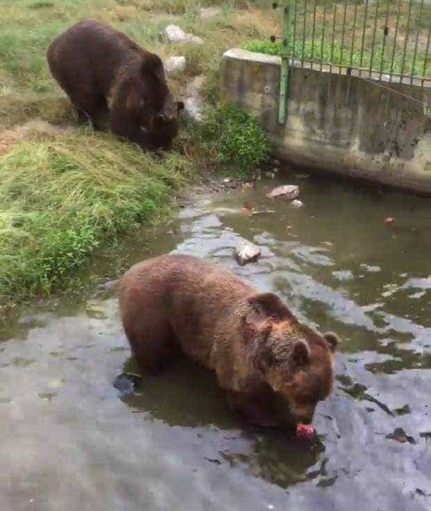 Urșii de la Zoo Pitești se răcoresc cu o baie bună și fructe congelate