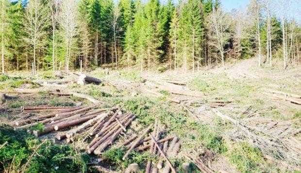Aproape 2.000 de arbori tăiaţi ilegal şi sustraşi, la Valea Caselor, şi niciun vinovat!