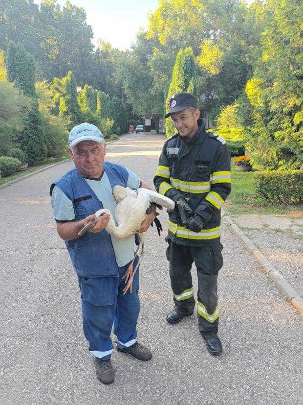 Argeș. Un pui de barză a fost salvat și dus la Zoo Pitești