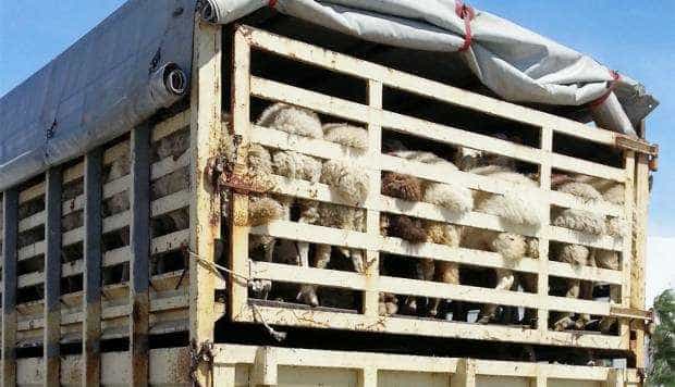 Medicii veterinari sunt indignaţi: nu există nici condiţii, nici dotări pentru respectarea cerinţelor privind transportul animalelor vii