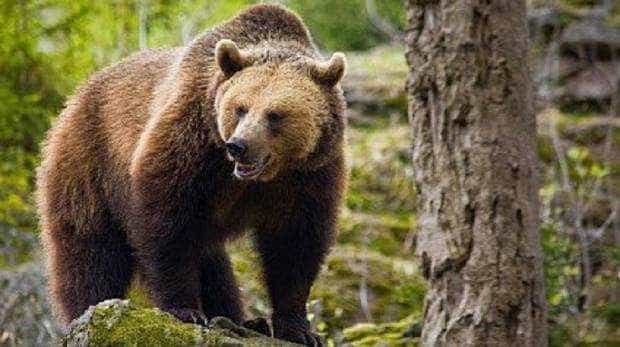 Urs împușcat după ce a atacat un paznic de vânătoare. Bărbatul, transportat de urgență la spital