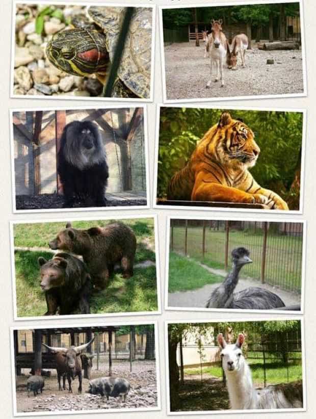 Deschis la Zoo Pitești în minivacanța de Sfânta Maria