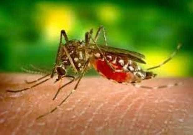 Virusul West Nile, transmis de țânțari, a făcut o victimă în România