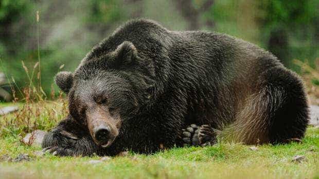 O femeie din Dâmbovița a găsit un urs mort la ea în curte