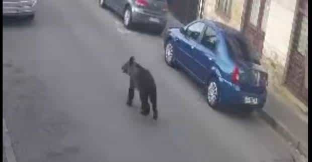 VIDEO. Ursul s-a plimbat pe bulevardul din Câmpulung