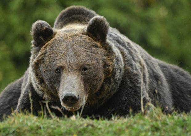 Un bărbat a încercat să hrănească un urs pe Transfăgărășan. A fost la un pas de a-și pierde piciorul