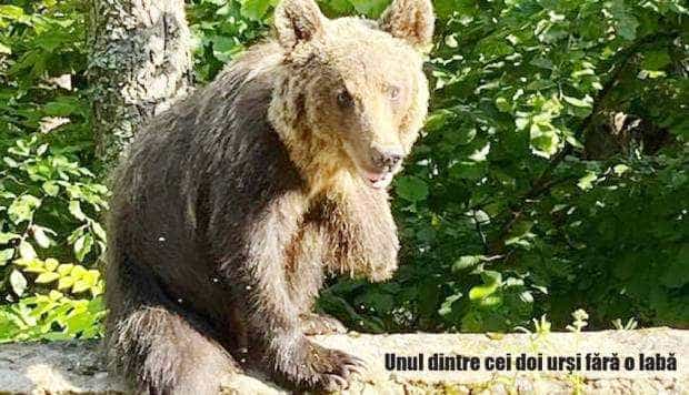 Sanctuarul de urşi de la Zărneşti a vrut să preia doi urşi de pe Transfăgărăşan. Direcţia Silvică Argeş n-a fost de acord